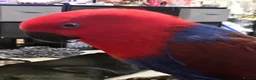 Parrots birds for sale: Eclectus female parrot  - Advert 1
