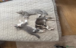 Mixed Breed cats for sale: Two lovely boys - Image 1