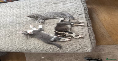Mixed Breed cats - Advert 4