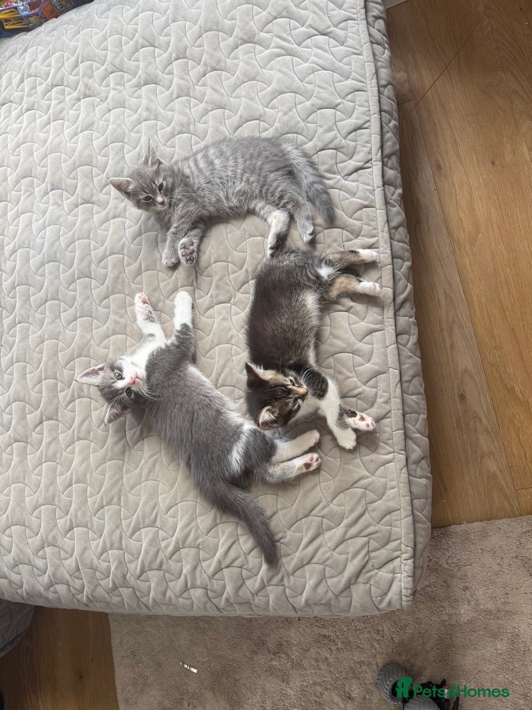 Mixed Breed cats for sale: Two lovely boys - Image 1
