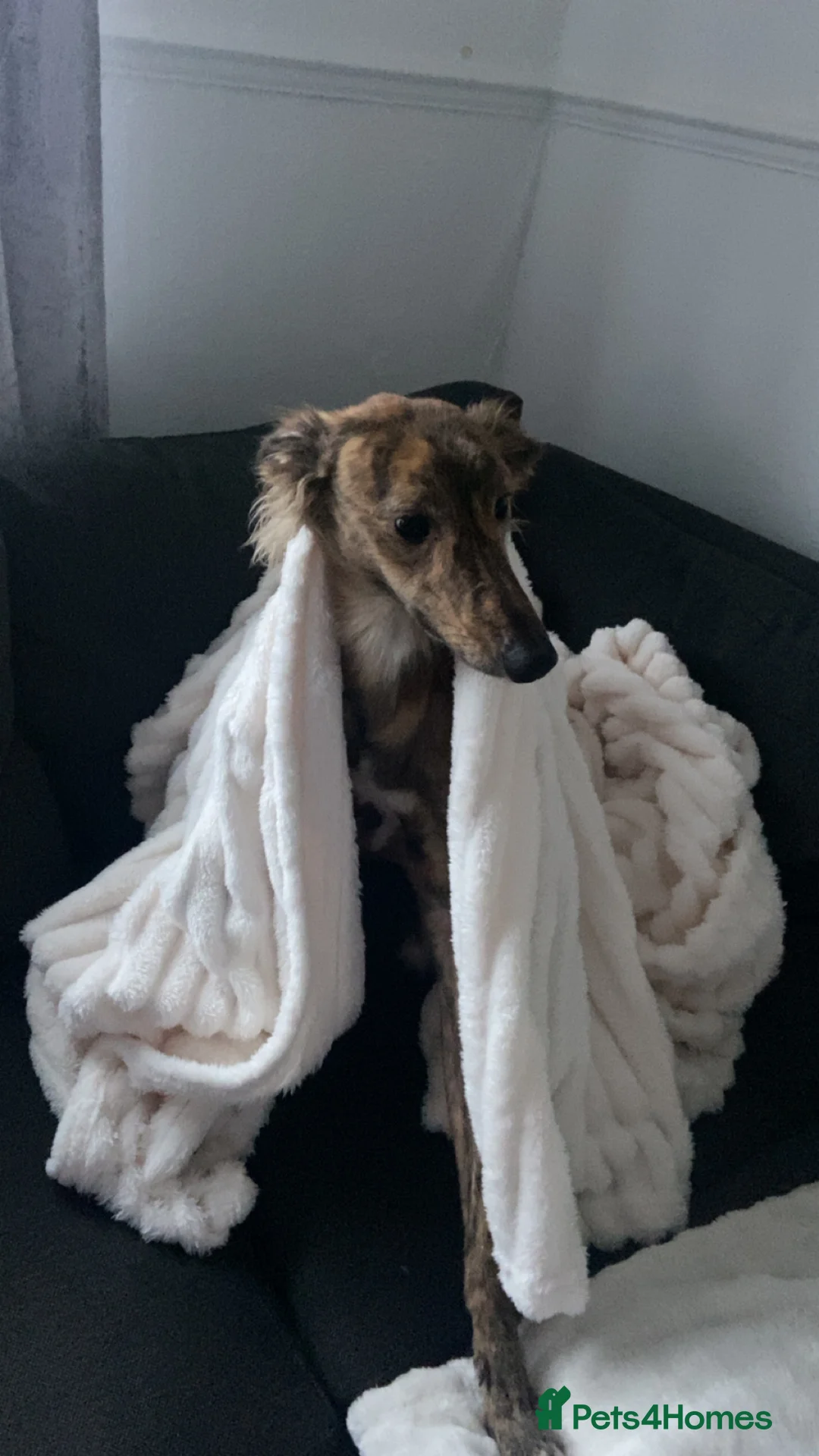 Mixed Breed dogs for sale: Saluki mix in Durham - Advert 7