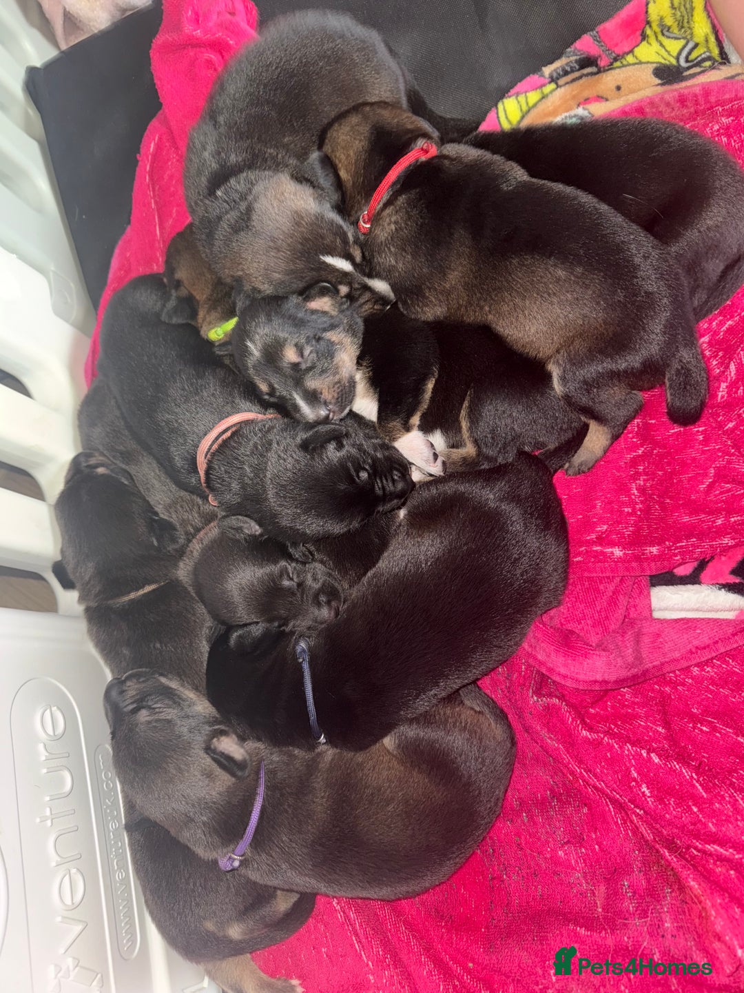 Mixed Breed dogs for sale: Weimaraner / German Shepherd puppies - Advert 16
