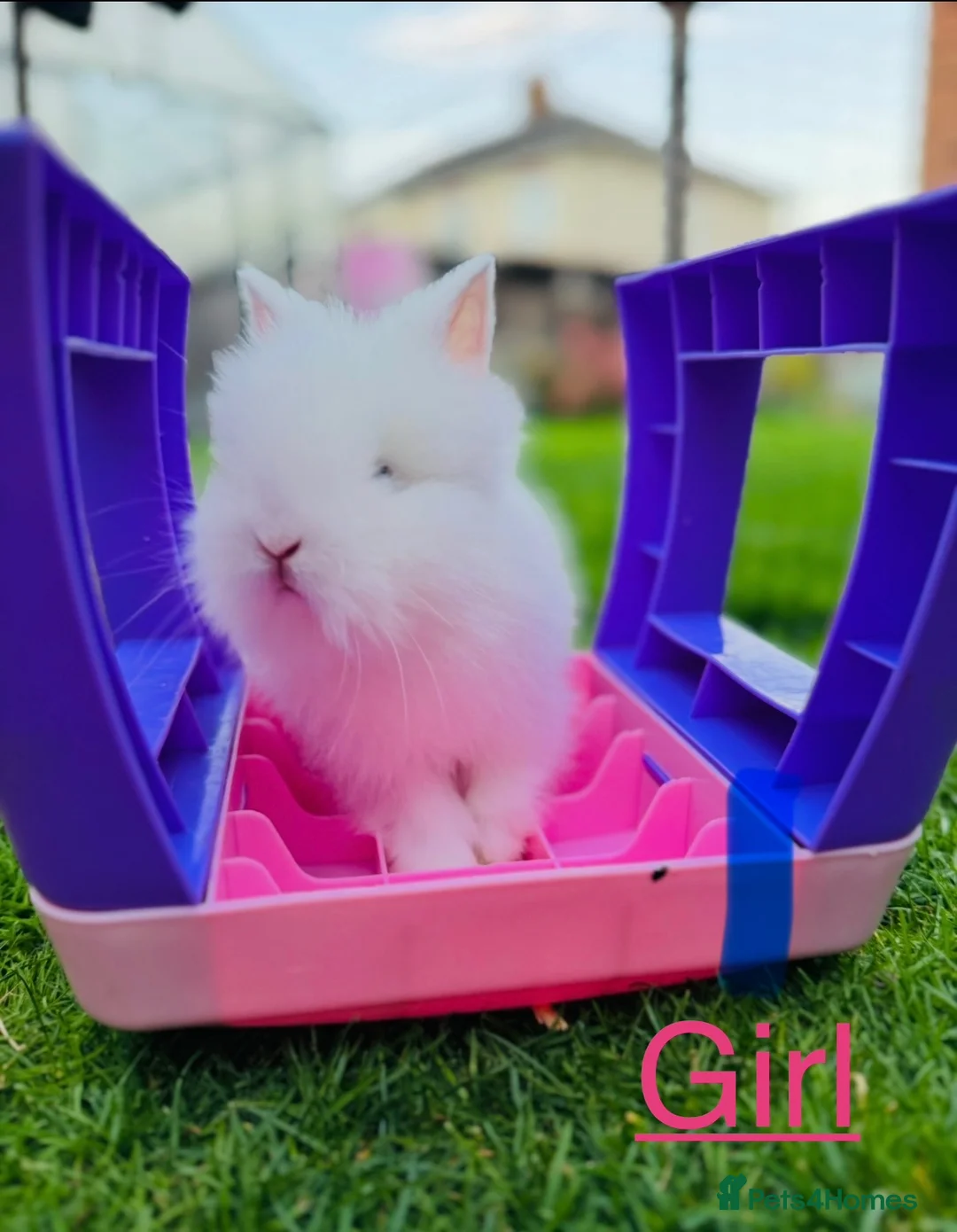 Lionhead rabbits for sale: 🐰 Beautiful Lionhead Baby Rabbits❤️ - Advert 4