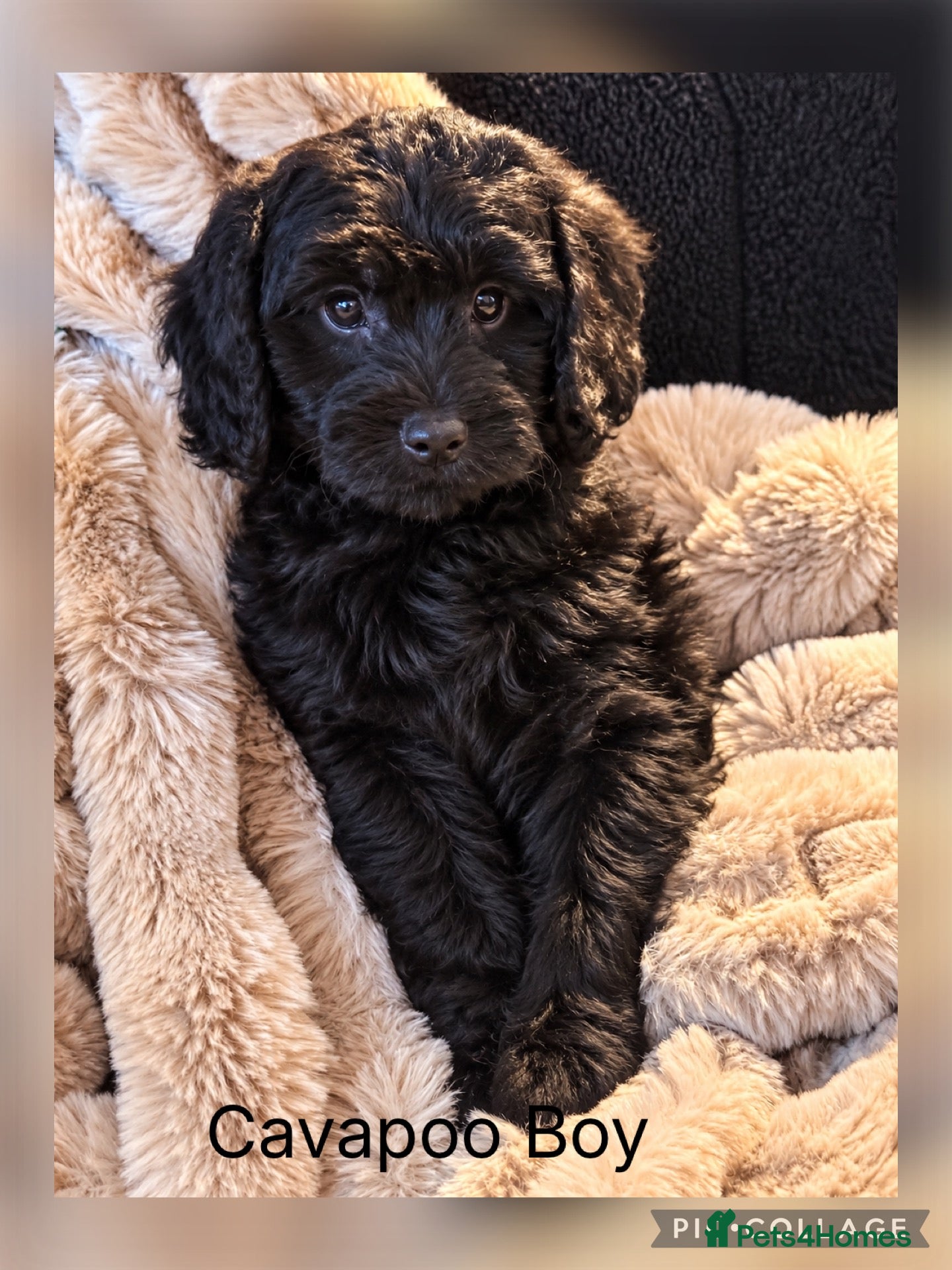 Cavapoo dogs for sale: Stunning Black  F1 Cavapoo boy ready now - Advert 2