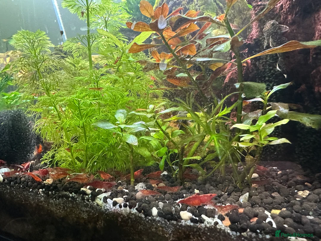 Plecos fish for sale: Juvenile bn plecos - cherry shrimp - swordtails - Advert 2