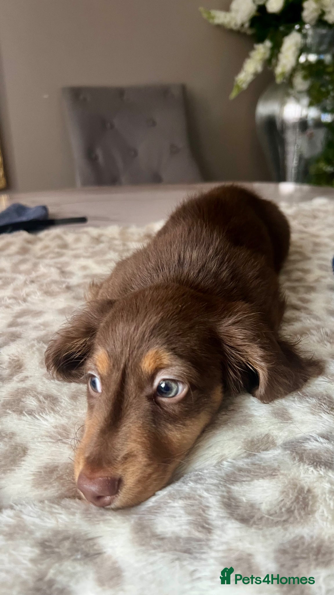 Miniature Dachshund dogs 🐾 Stunning Chocolate Cream Mini Longhair Boys ✨🐶 - Advert 8
