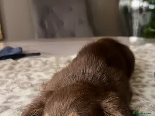 Miniature Dachshund dogs 🐾 Stunning Chocolate Cream Mini Longhair Boys ✨🐶 - Advert 11