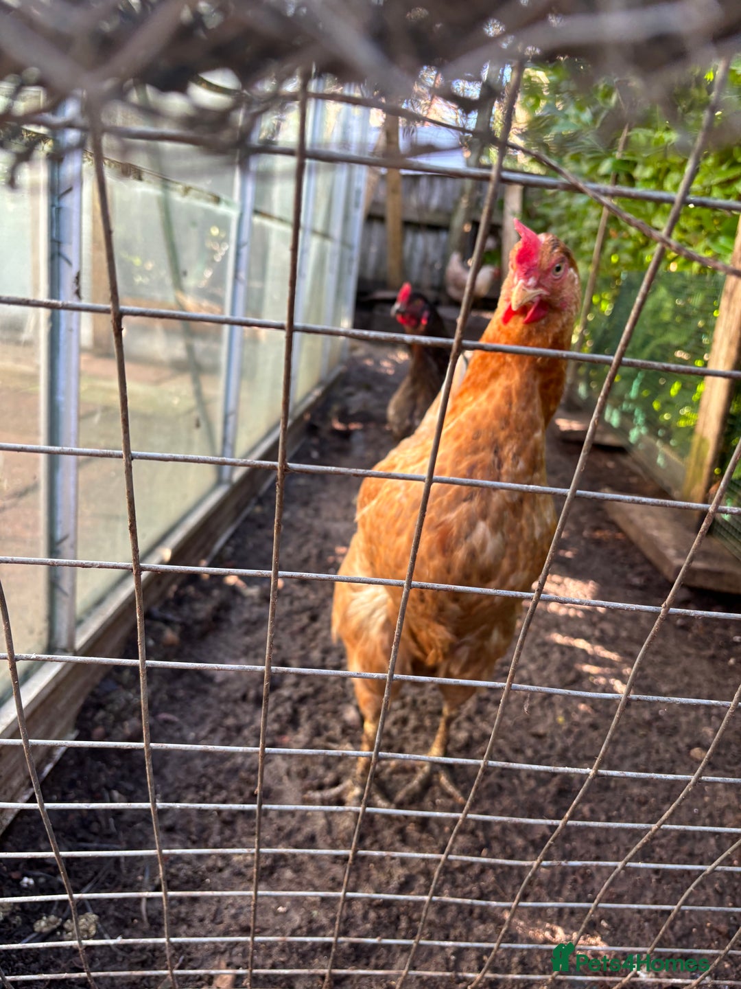 Chickens poultry for sale: Hens for sale - Advert 2