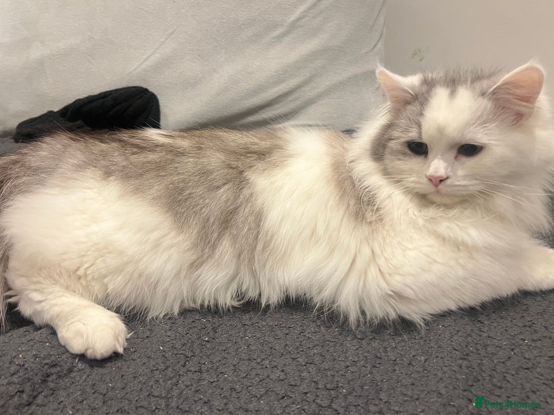 Ragdoll cats for sale: Ragdoll male 9 months old  - Advert 5