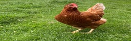 Chickens poultry for sale: Lovely warren hens, point of lay - Advert 1