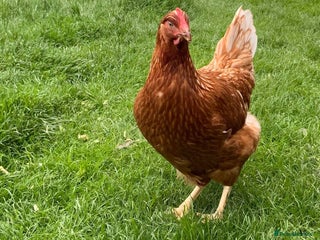 Chickens poultry - Advert 35