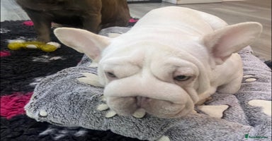 French Bulldog dogs  Ivy Big R O P E  🧬  - Advert 9