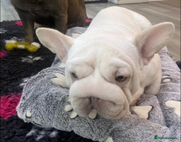 French Bulldog dogs Ivy Big R O P E 🧬 - Advert 9