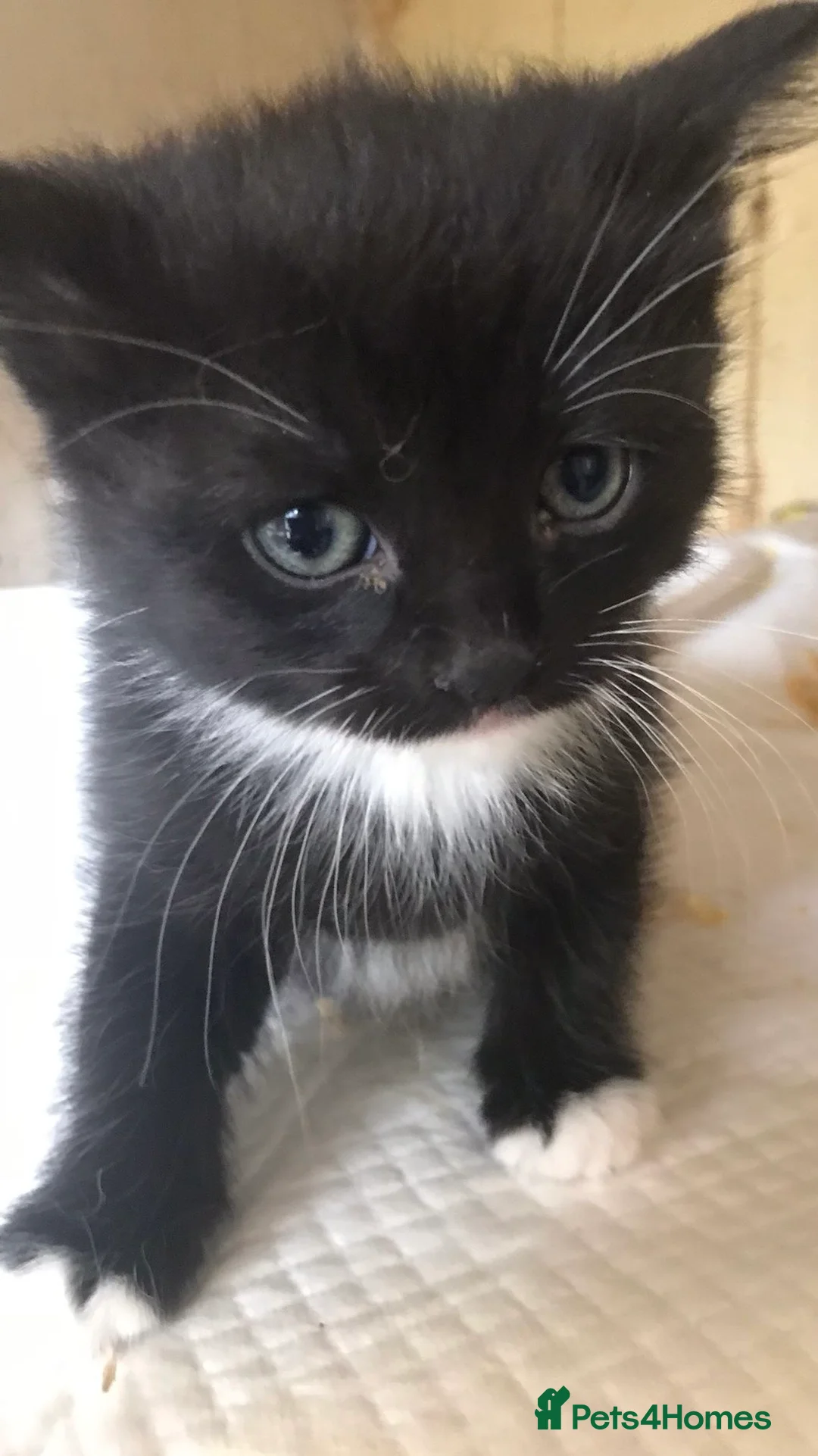 Ragdoll cats for sale: Half ragdoll  - Advert 5