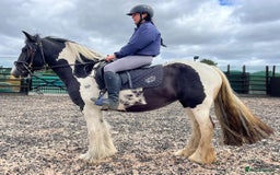 Irish Cob horses for sale: 14.2hh 5yo Black and white cob mare ride  - Image 2