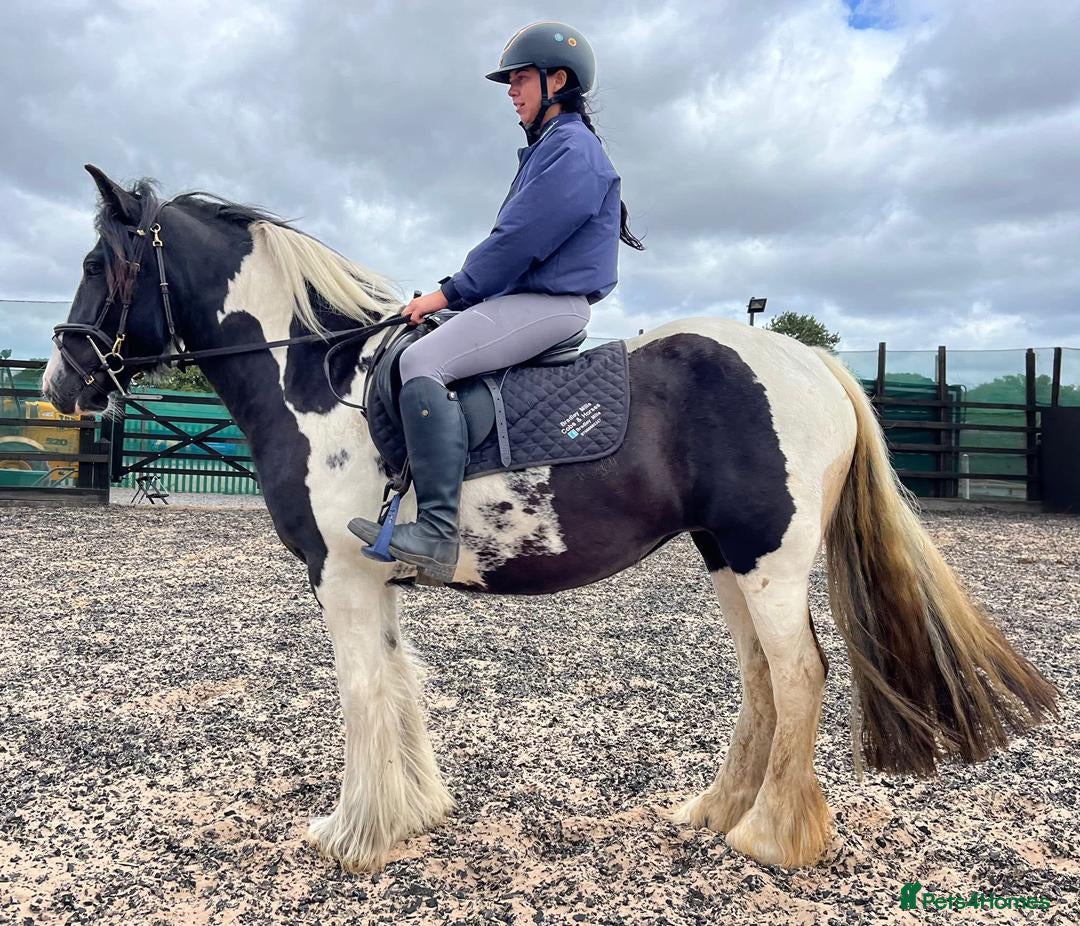 Irish Cob horses for sale: 14.2hh 5yo Black and white cob mare ride  - Image 2