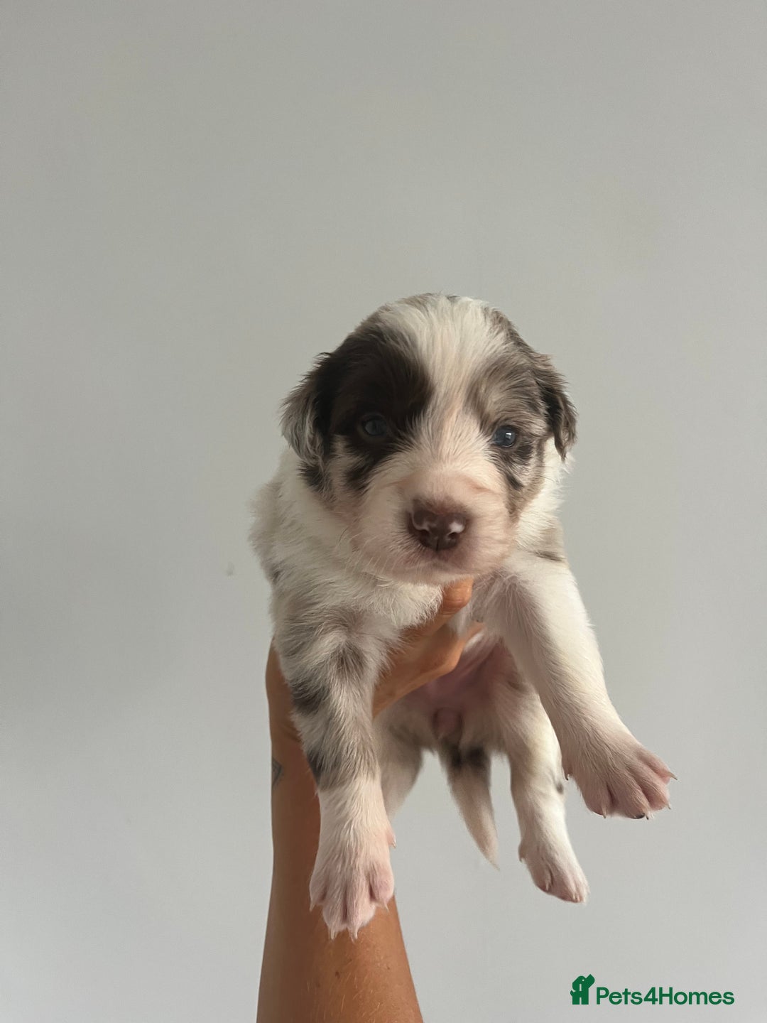 Border Collie dogs for sale: Border Collie pup- Merle, Black, Chocolate, Blonde - Image 13