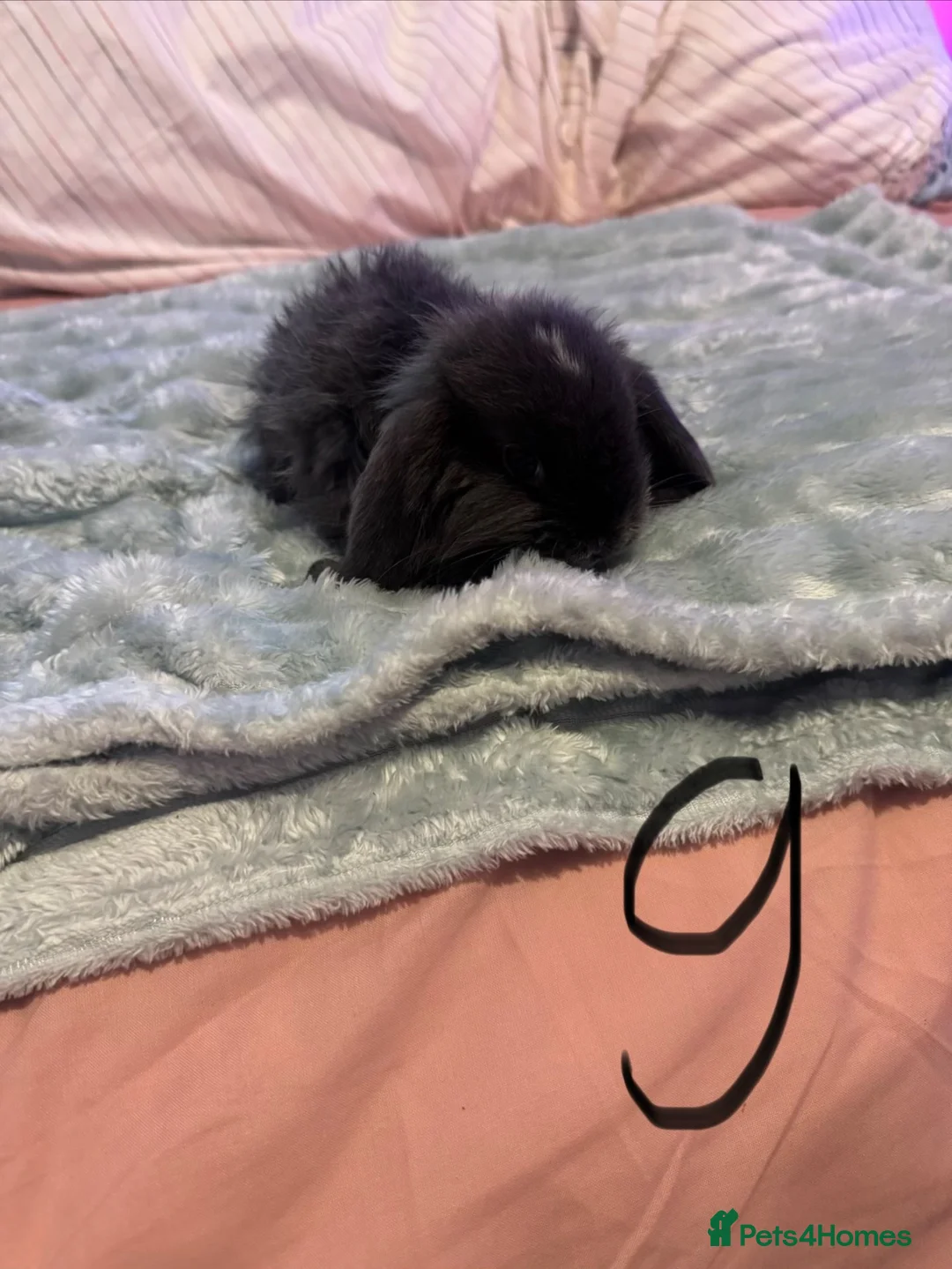 French Lop rabbits for sale: Mini lop x French lop baby’s for sale  - Advert 2