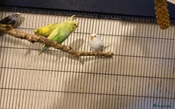 Budgerigars birds for sale: 7 Baby budgies for sale  - Advert 2