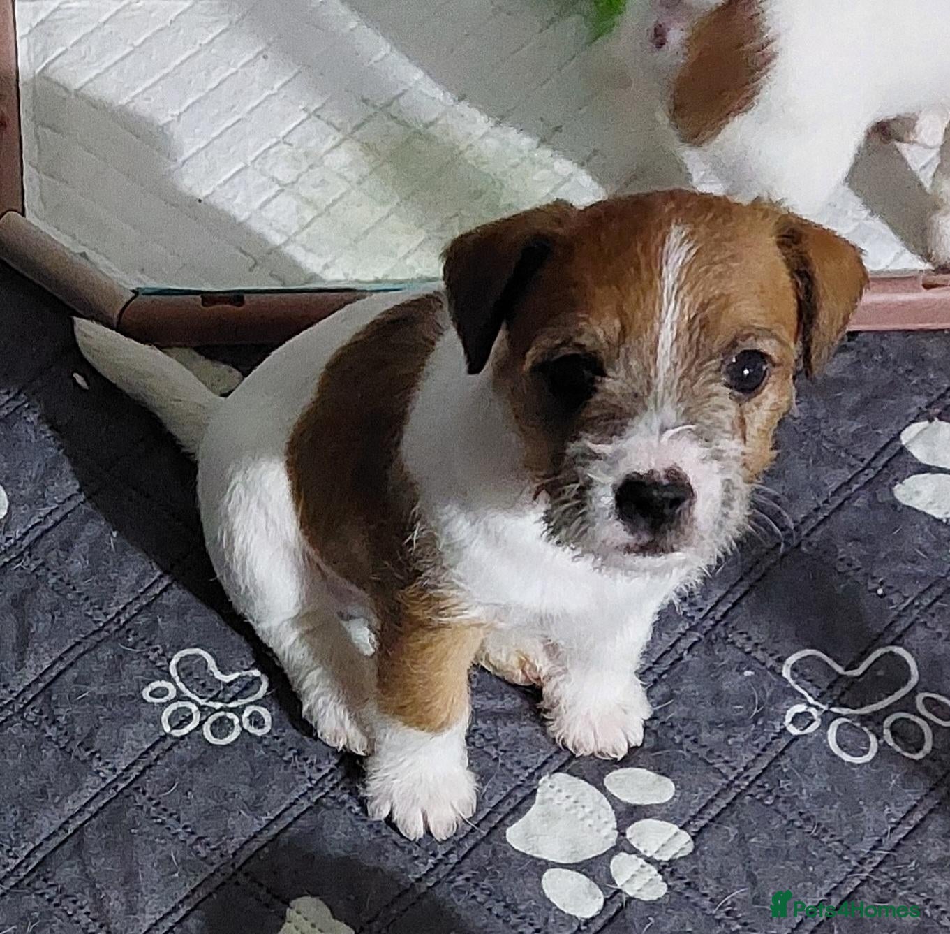 Jack Russell dogs Adorable 1 BOY left Jack Russell - Advert 11