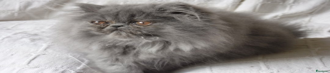 Persian Kitten 3