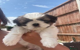 Shih Tzu dogs for sale: Puppies Shih tzu  in Peterborough - Image 6