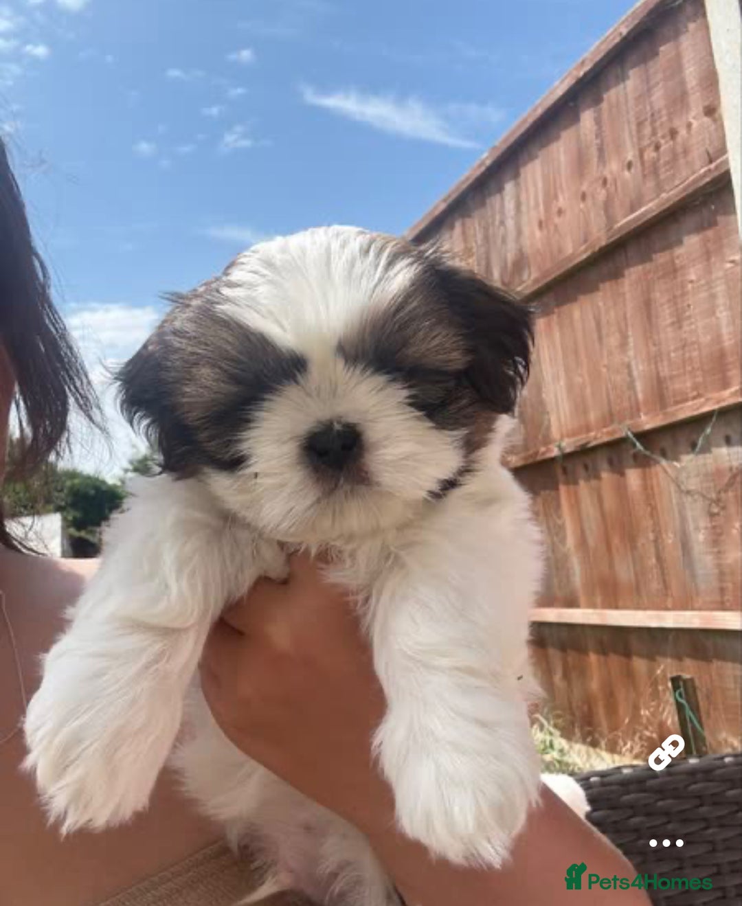 Shih Tzu dogs for sale: Puppies Shih tzu  in Peterborough - Image 6