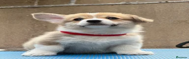 Welsh Corgi Pembroke 10