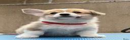 Welsh Corgi Pembroke dogs for sale: Champion Sired Corgi Pembroke puppies available  - Advert 8