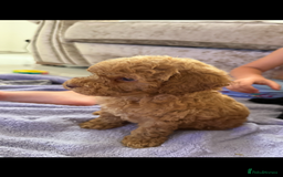 Cockapoo dogs for sale: F1bb petite cockerpoos  - Image 13