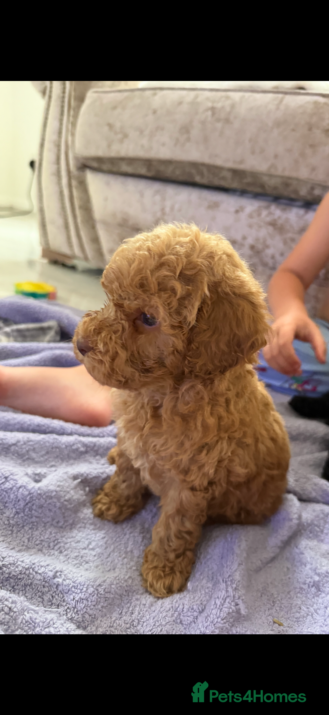 Cockapoo dogs for sale: F1bb petite cockerpoos  - Image 13