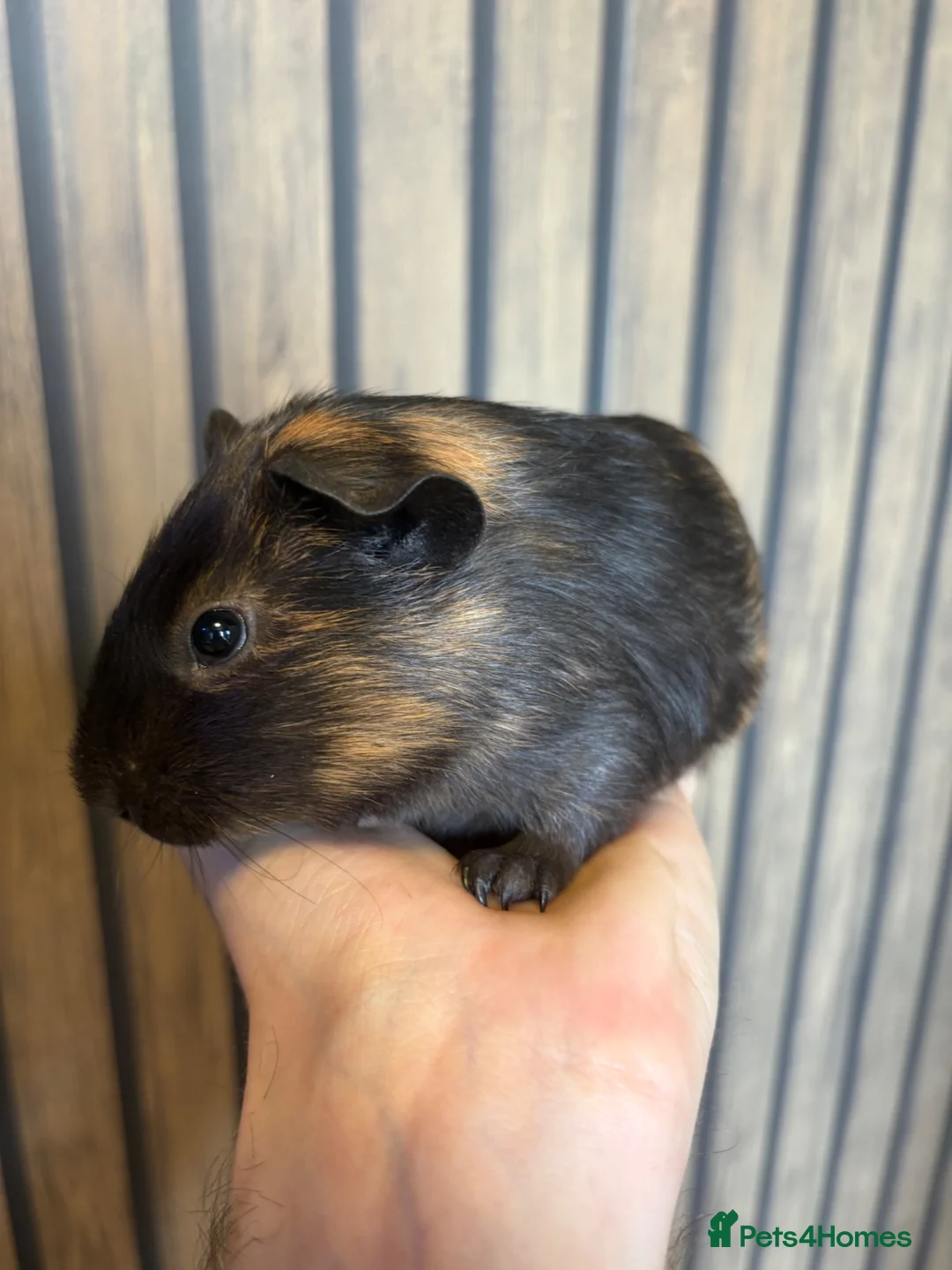 Guinea Pig rodents for sale: 6 week old brothers  - Advert 12