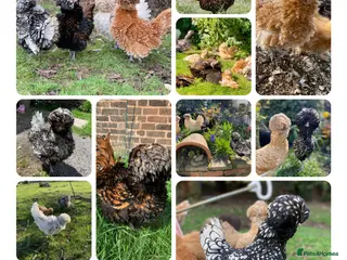 Chickens poultry Polish Bantam Chicks & Eggs - Frizzle & Smooth - Advert 1