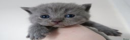 British Shorthair cats for sale: 2 left -GCCF Registered British Shorthair Kittens  - Advert 21