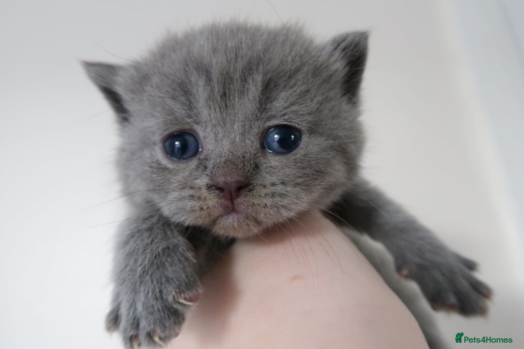 British Shorthair cats for sale: 2 left -GCCF Registered British Shorthair Kittens  - Advert 21
