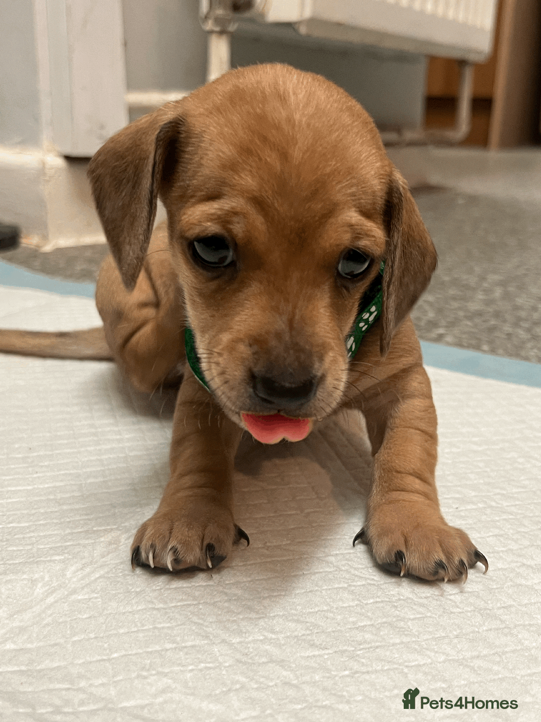 Mixed Breed dogs for sale: Maltese Cross Miniature Dachshund  - Image 13