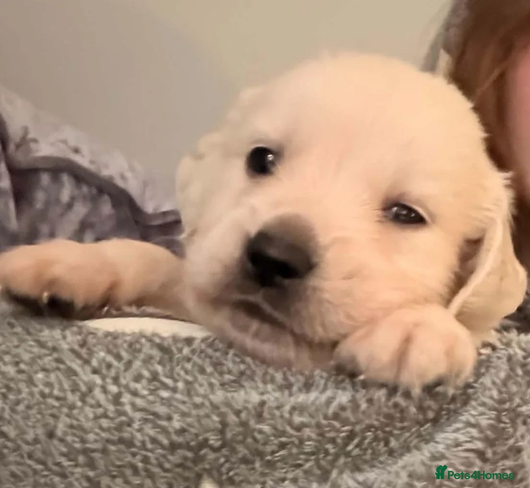 Golden Retriever dogs for sale: Golden Retriever boy - Advert 1