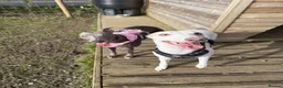Whippet dogs for sale: COMING SOON - Advert 3