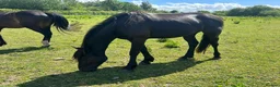 Other Breed horses for sale: 3yo black gelding  - Advert 4