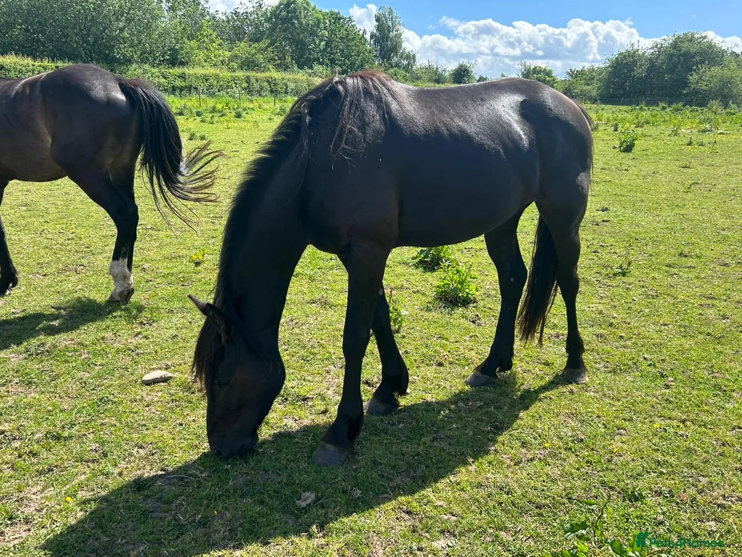 Other Breed horses for sale: 3yo black gelding  - Advert 4