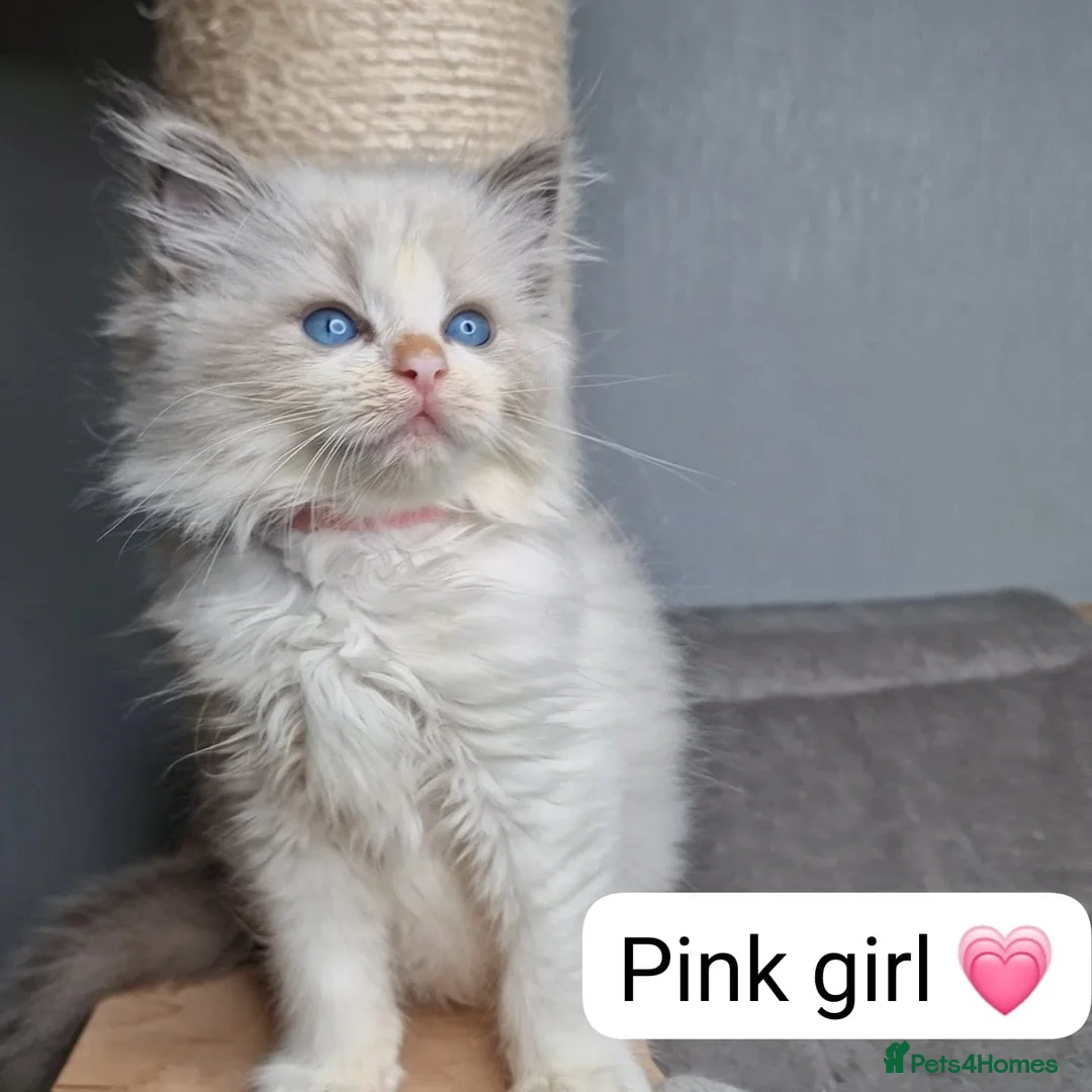 Ragdoll cats for sale: Luxury Blue Bicolour Girls - Advert 12