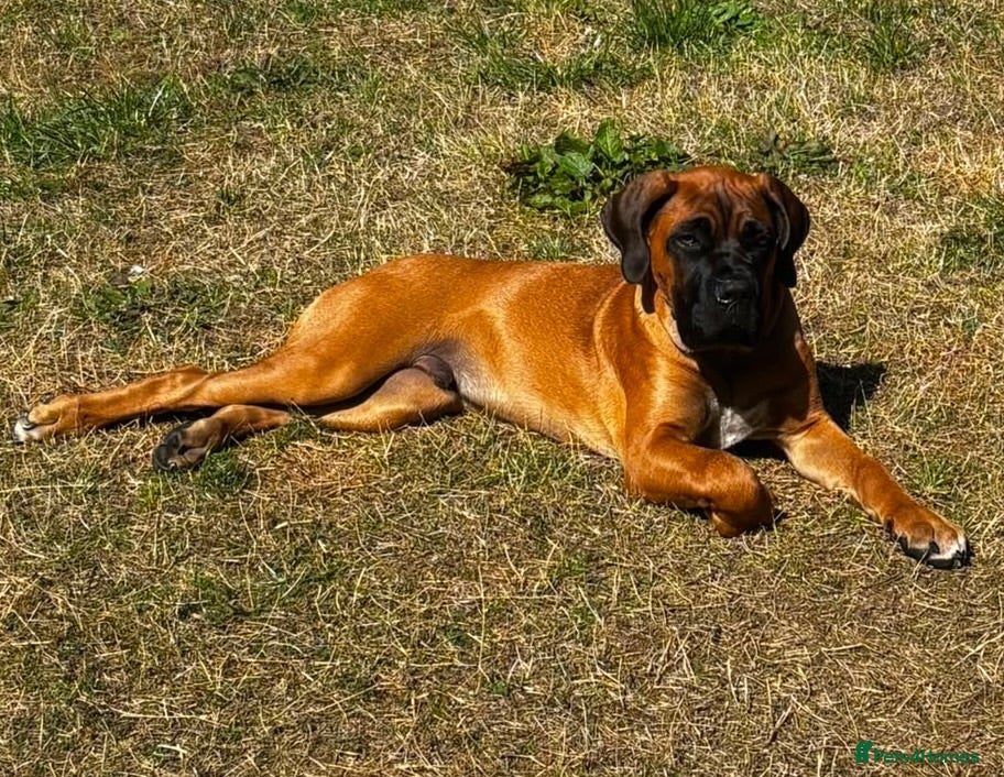 Mixed Breed dogs Boerboel x cane corso male Mastiff  - Advert 1