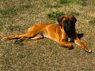 Mixed Breed dogs Boerboel x cane corso male Mastiff - Advert 1
