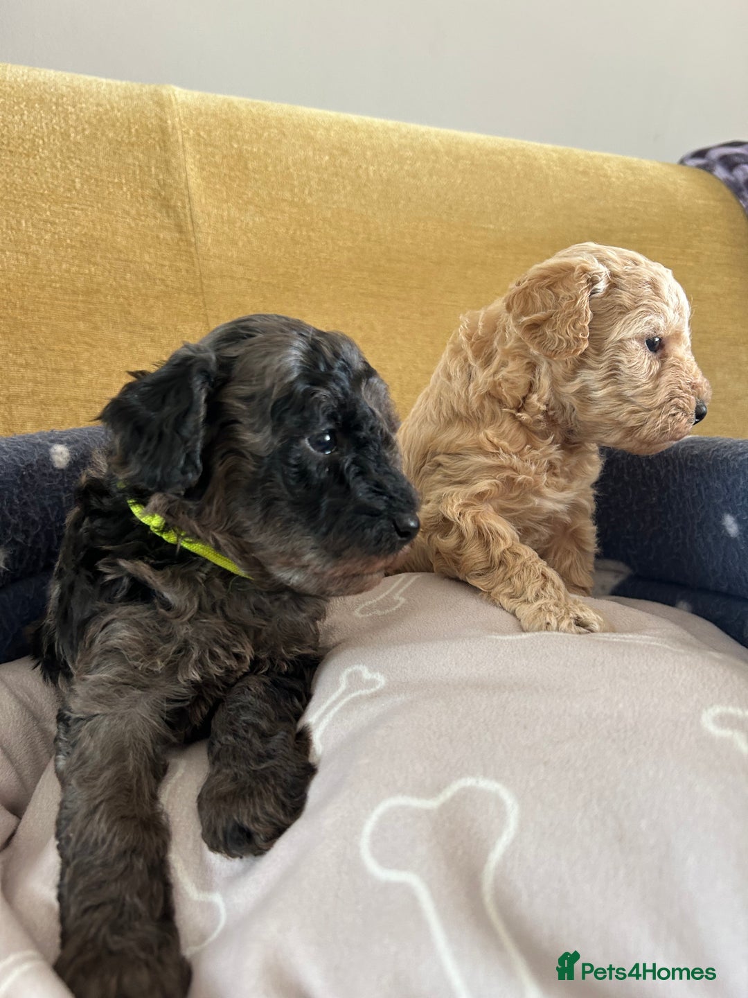 Miniature Poodle dogs for sale: Miniature Poodle Puppies  - Image 25