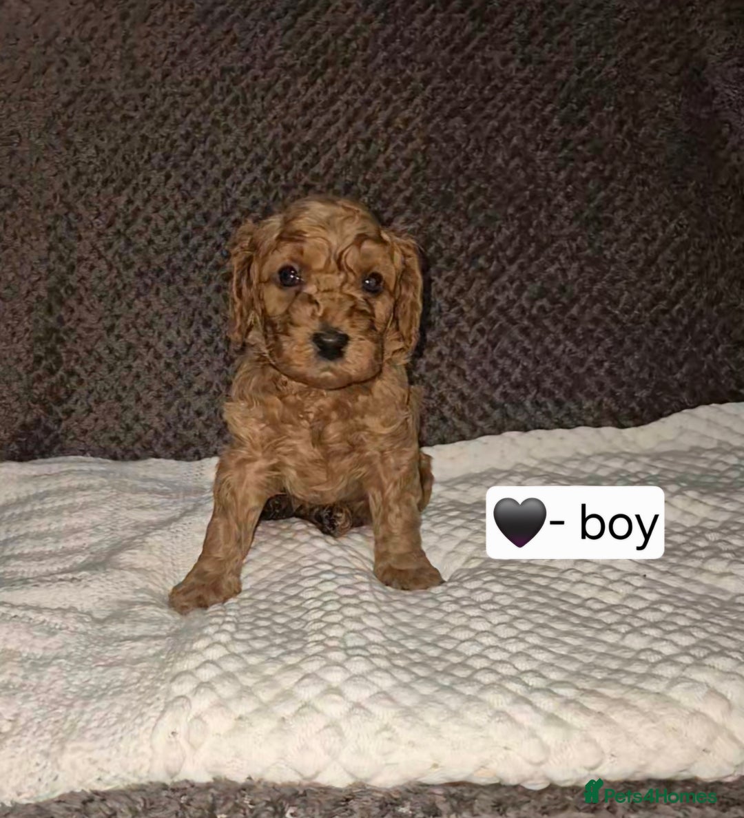 Goldendoodle dogs for sale: Stunning F1B GoldenDoodle- health tested parents  - Advert 5