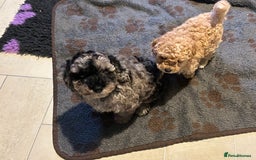 Cockapoo dogs for sale: Miniature cockapoo puppies Merle and Apricot - Image 7