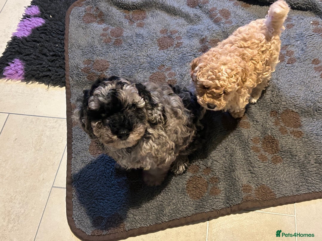 Cockapoo dogs for sale: Miniature cockapoo puppies Merle and Apricot - Image 7