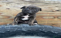 Mixed Breed dogs for sale: Beautiful litter of puppies  - Image 5