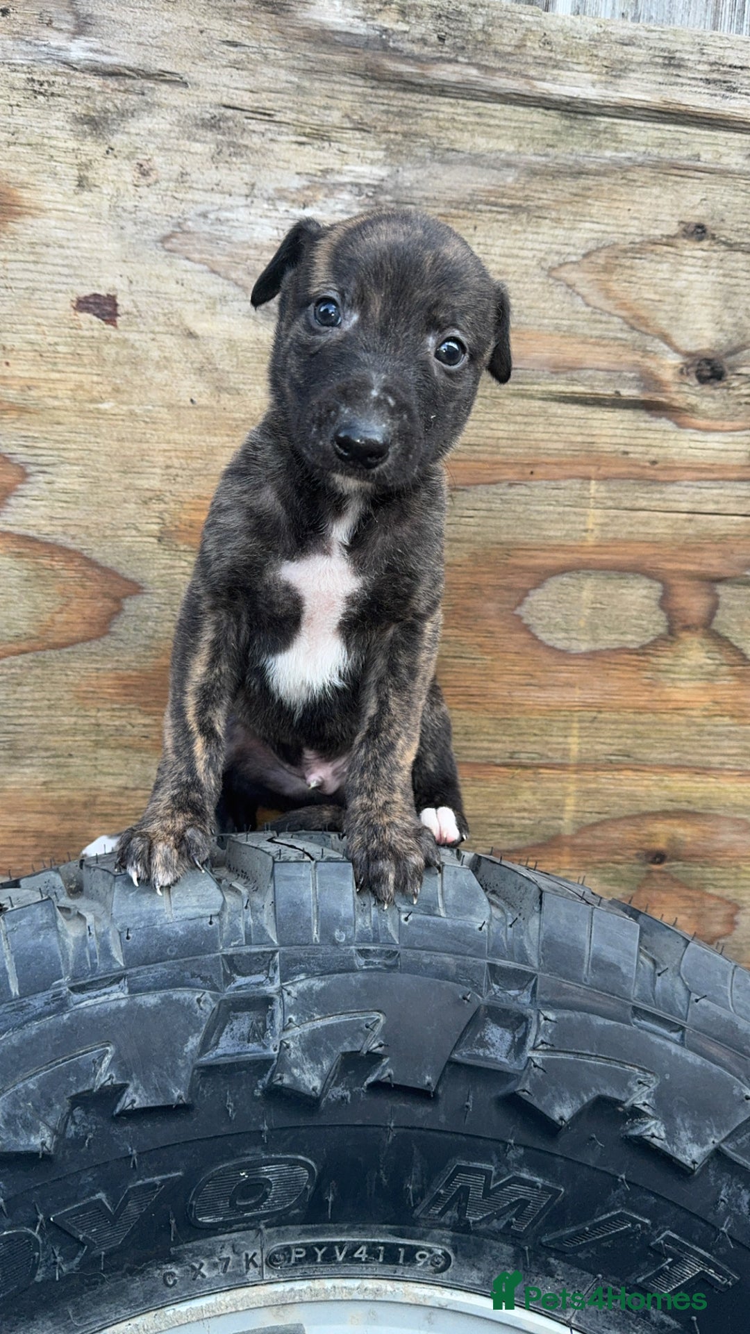 Mixed Breed dogs for sale: Beautiful litter of puppies  - Image 5