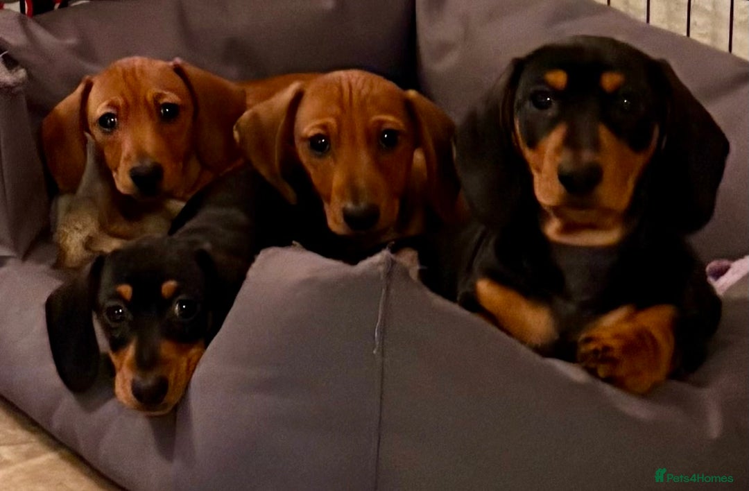 Miniature Dachshund dogs for sale: Vanitonia Miniature Smooth Dachshunds   - Advert 3